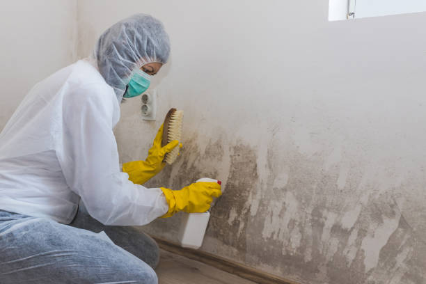 Professional Mold Remediation in Coraopolis, PA