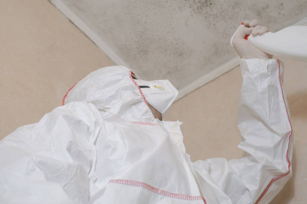 Best Basement Mold Remediation in Coraopolis, PA